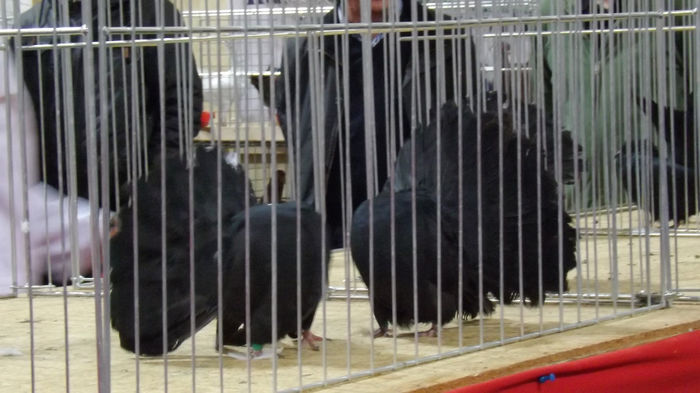 expo bekescsaba 1 decembrie 2013 122