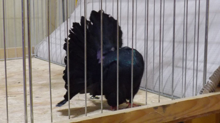 expo bekescsaba 1 decembrie 2013 126