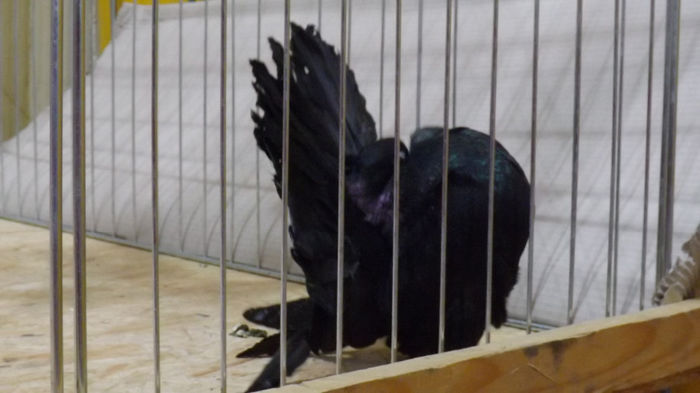 expo bekescsaba 1 decembrie 2013 128