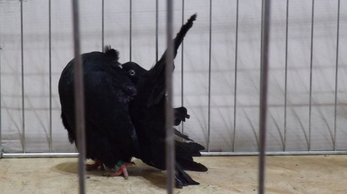 expo bekescsaba 1 decembrie 2013 130