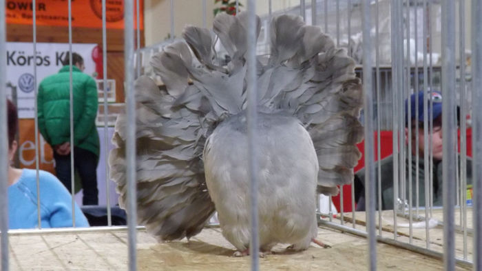 expo bekescsaba 1 decembrie 2013 132