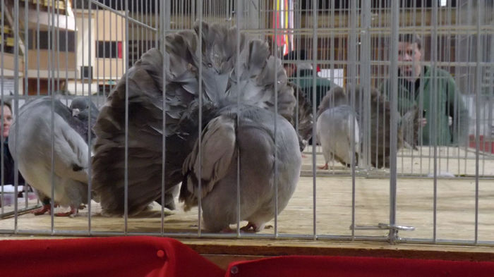 expo bekescsaba 1 decembrie 2013 135