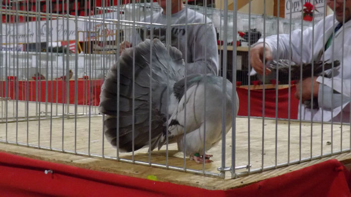 expo bekescsaba 1 decembrie 2013 136