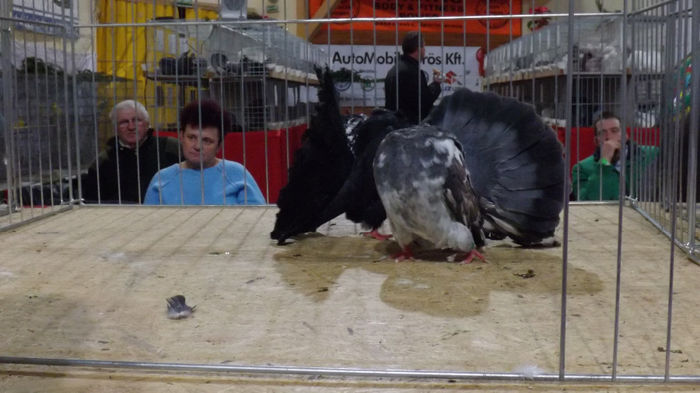 expo bekescsaba 1 decembrie 2013 138