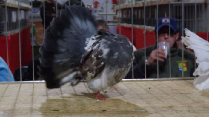 expo bekescsaba 1 decembrie 2013 140