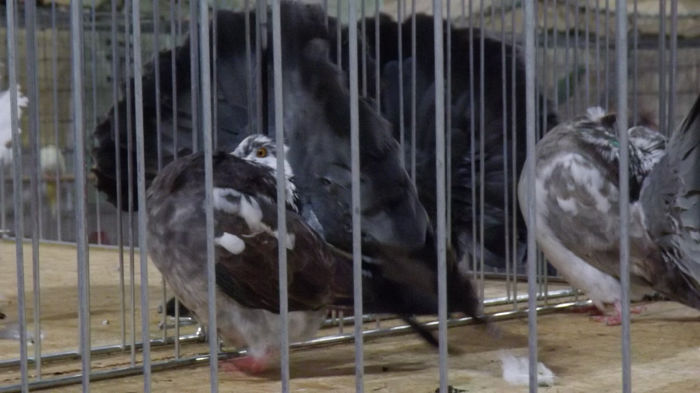 expo bekescsaba 1 decembrie 2013 145