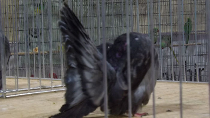 expo bekescsaba 1 decembrie 2013 156