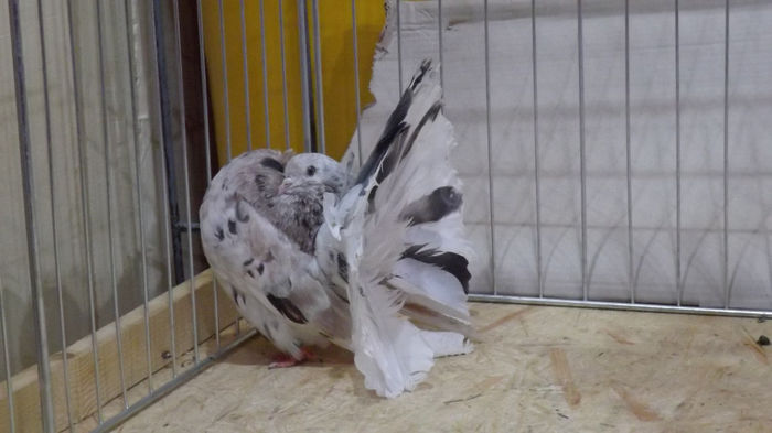 expo bekescsaba 1 decembrie 2013 169