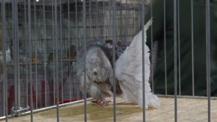 expo bekescsaba 1 decembrie 2013 171