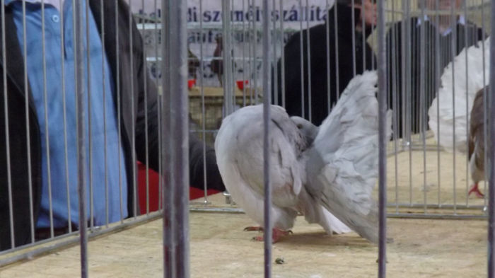 expo bekescsaba 1 decembrie 2013 173