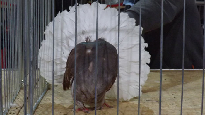 expo bekescsaba 1 decembrie 2013 176