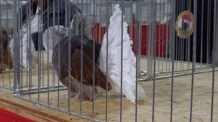 expo bekescsaba 1 decembrie 2013 177