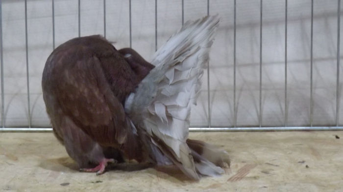 expo bekescsaba 1 decembrie 2013 183