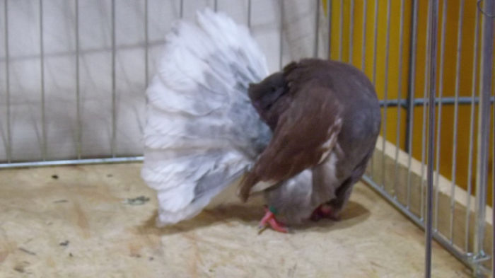 expo bekescsaba 1 decembrie 2013 191