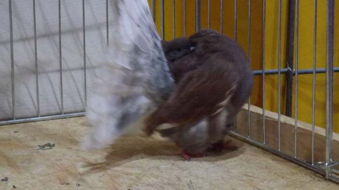 expo bekescsaba 1 decembrie 2013 192