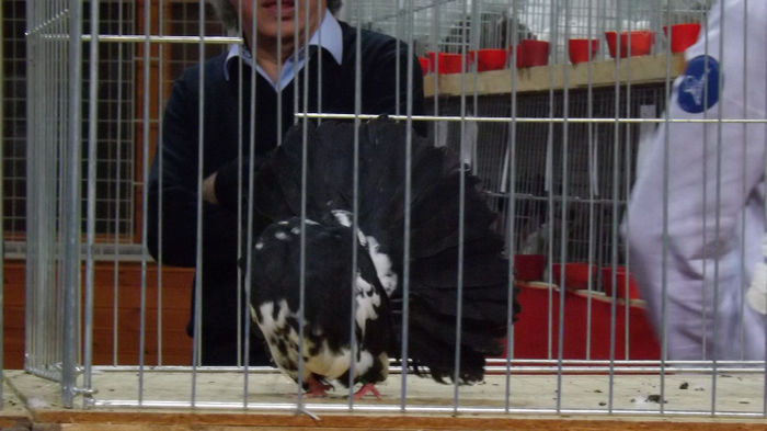 expo bekescsaba 1 decembrie 2013 197