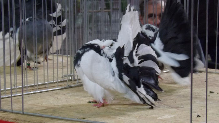 expo bekescsaba 1 decembrie 2013 200