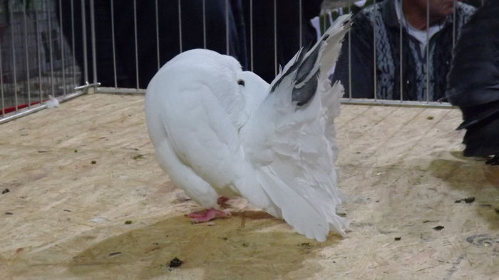 expo bekescsaba 1 decembrie 2013 212