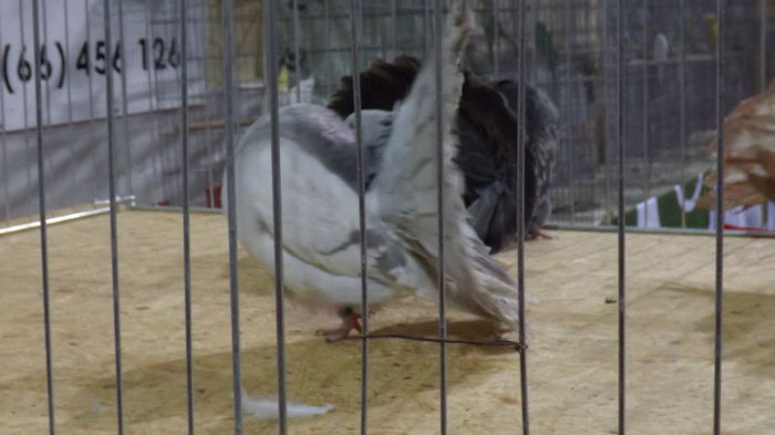 expo bekescsaba 1 decembrie 2013 218