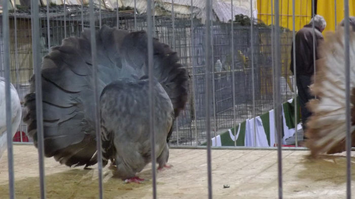 expo bekescsaba 1 decembrie 2013 220