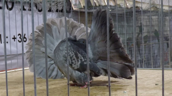 expo bekescsaba 1 decembrie 2013 221