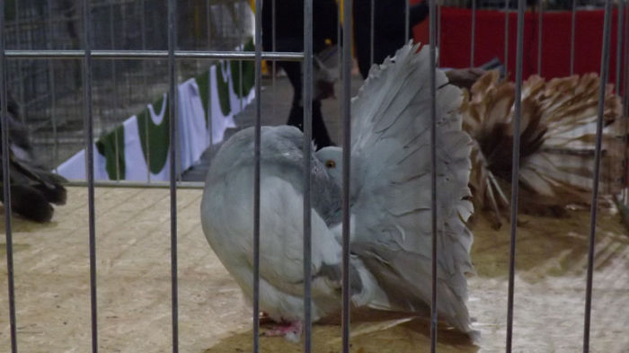 expo bekescsaba 1 decembrie 2013 223