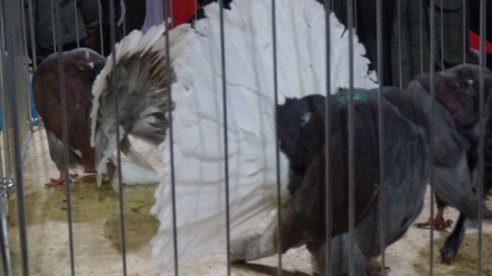 expo bekescsaba 1 decembrie 2013 226