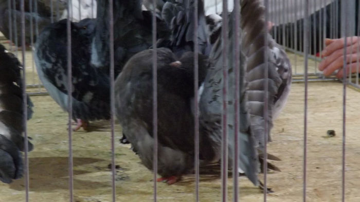 expo bekescsaba 1 decembrie 2013 227