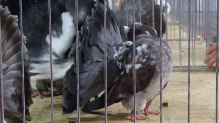 expo bekescsaba 1 decembrie 2013 228 - Expo Voltat Club Ungaria Bekescsaba 2013