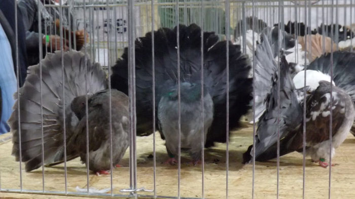 expo bekescsaba 1 decembrie 2013 229