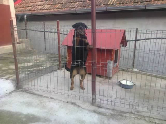 HERRA; un an

