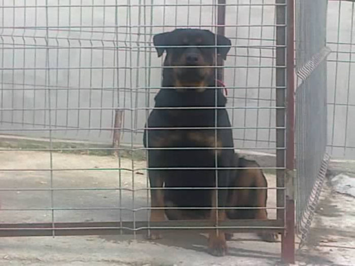 HERRA; un an
