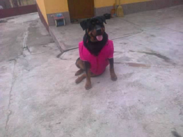 HERRA; un an
