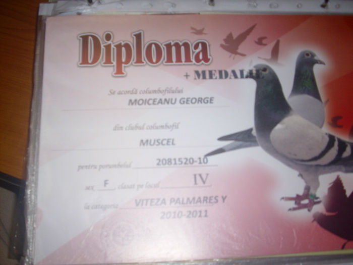 LOC 4 VITEZA PALMARES Y 520 - W  DIPLOME SI MEDALII