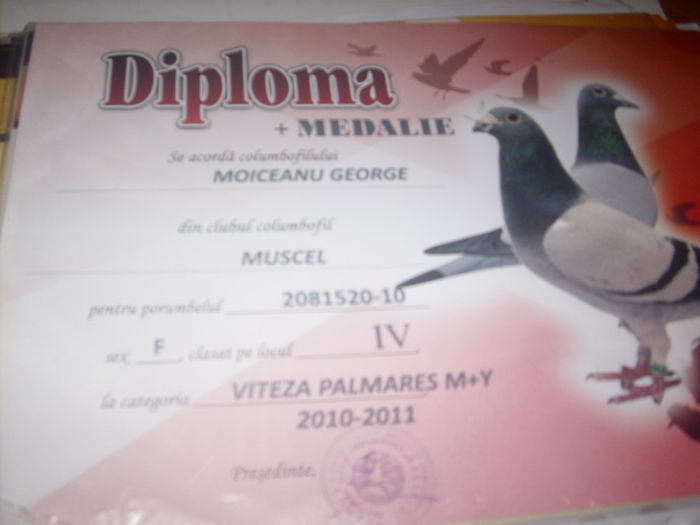 LOC 4 VITEZA PALMARES M+Y 520 - W  DIPLOME SI MEDALII