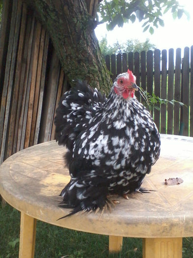 6 luni (1); PUICA INELATA 2013
