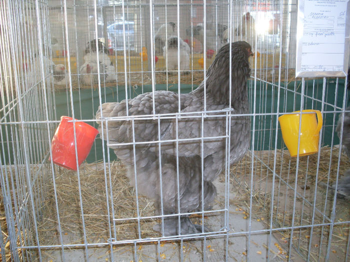 SDC12664