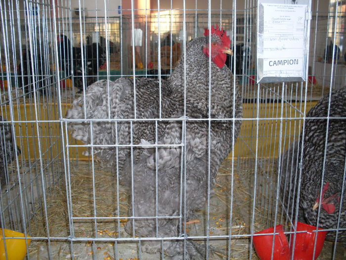 SDC12678