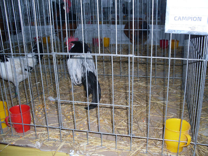 SDC12715 - EXPO  NATIONALA SANNICOLAUL MARE 2013