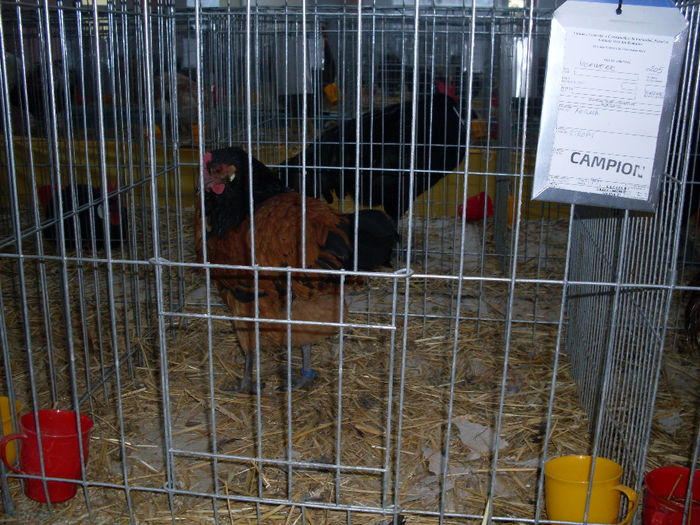 SDC12717 - EXPO  NATIONALA SANNICOLAUL MARE 2013