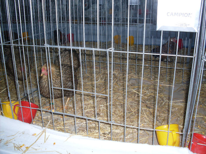 SDC12719 - EXPO  NATIONALA SANNICOLAUL MARE 2013