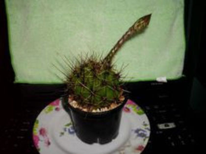 cactus echinop