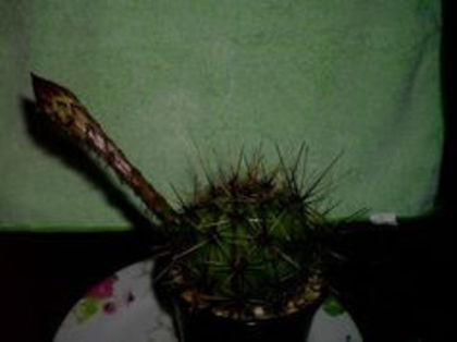 cactus echinopsis