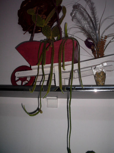 cactusi9.