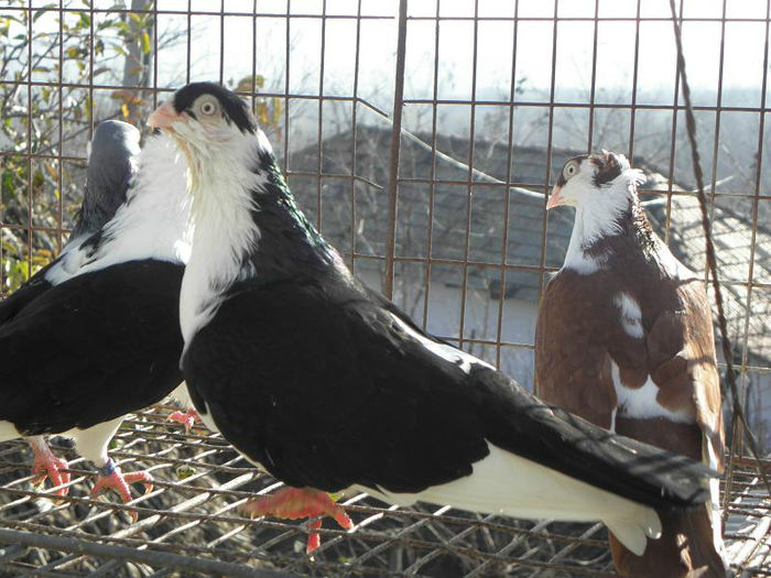 PC010260 - GALATENI