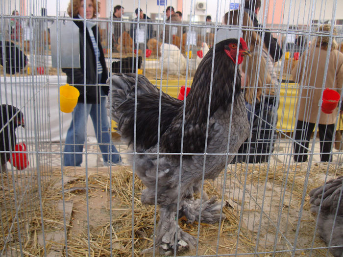 DSC09078 - 1--gaini expo nat sannicolau mare 2013