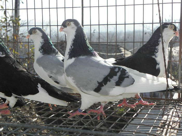 PC010285 - GALATENI