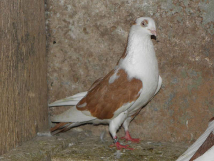 PC010420 - GALATENI