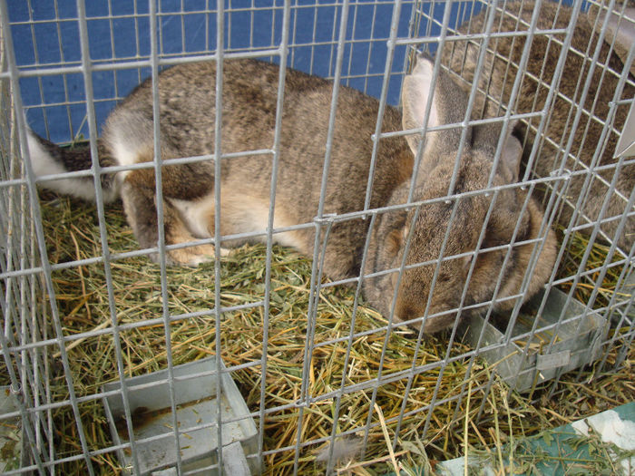 DSC09132 - 2--iepuri expo nat sannicolau mare 2013