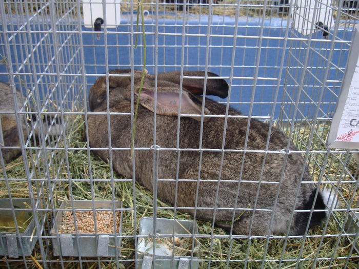 DSC09136 - 2--iepuri expo nat sannicolau mare 2013